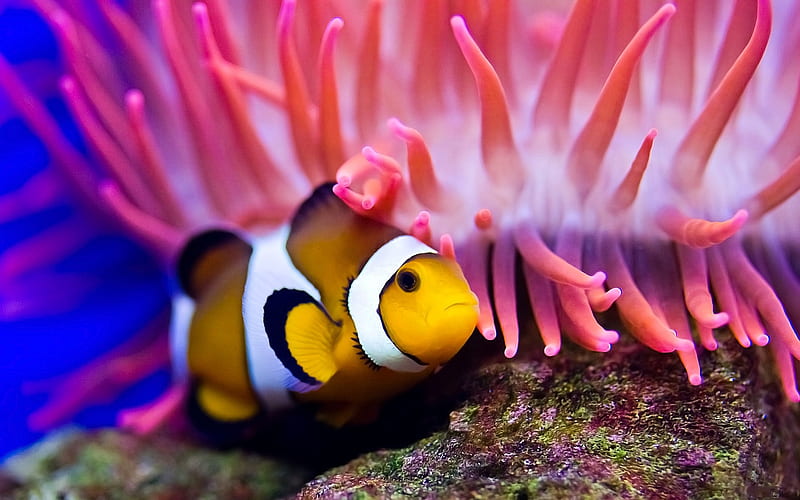 Sea clownfish sea anemones-Animal, HD wallpaper