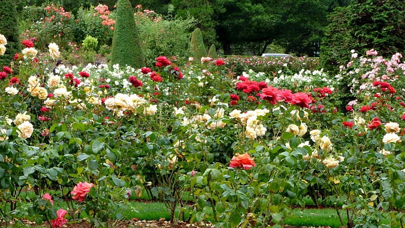 beautiful rose garden, garden, nature, bonito, roses, HD wallpaper