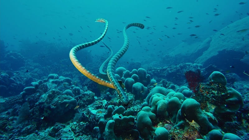 sea snakes, water, reptile, snakes, sea, coral, HD wallpaper
