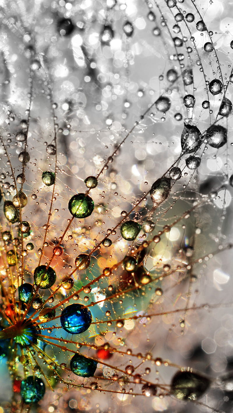 Drops, abstract, colors, dandelion, wet, HD phone wallpaper | Peakpx