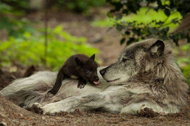 MATERNAL LOVE, Pup, Love, nature, Wolf, mother, animals, Wolves, HD wallpaper