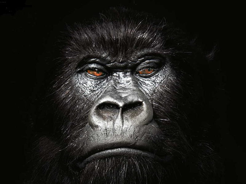 Gorilla, face, primates, animals, HD wallpaper