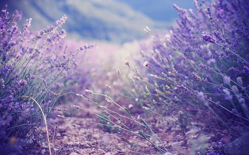 Lavender field, purple, flower, summer, lavender, fragrance, field, HD wallpaper