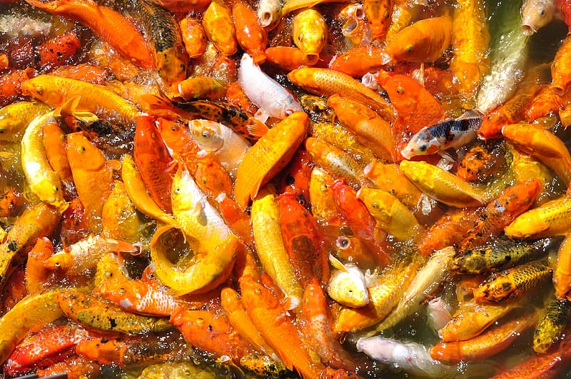 Fishes, Animal, Fish, Koi, Koi Carp, Orange (Color), HD wallpaper