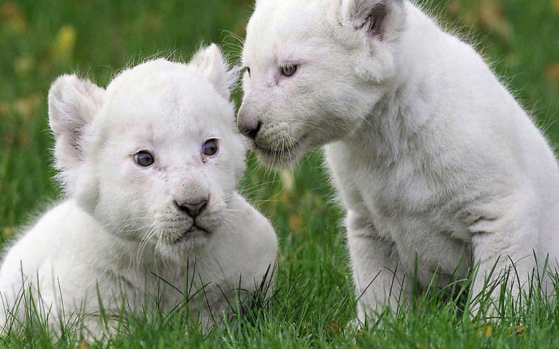 Cachorros de león bebé blanco, león, blanco, bebé, cachorros, Fondo de  pantalla HD | Peakpx
