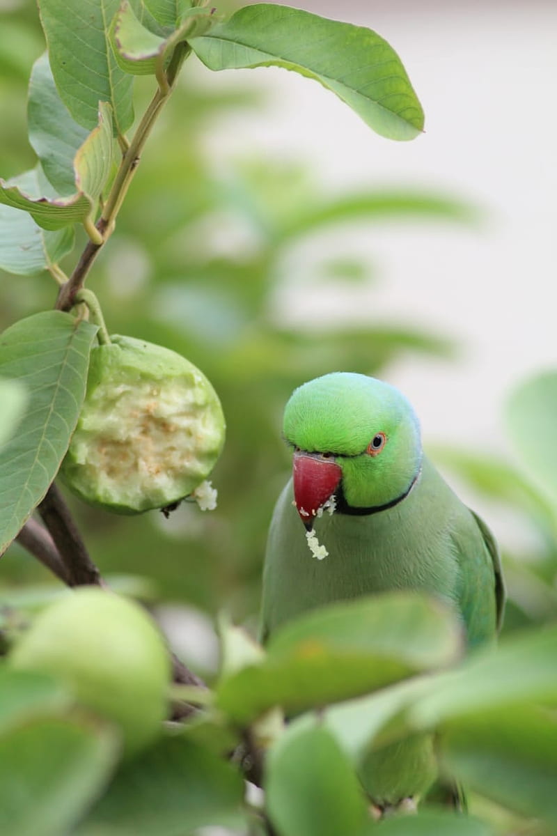 Parrot Love, birds, flower, fruits, graphy, HD phone wallpaper
