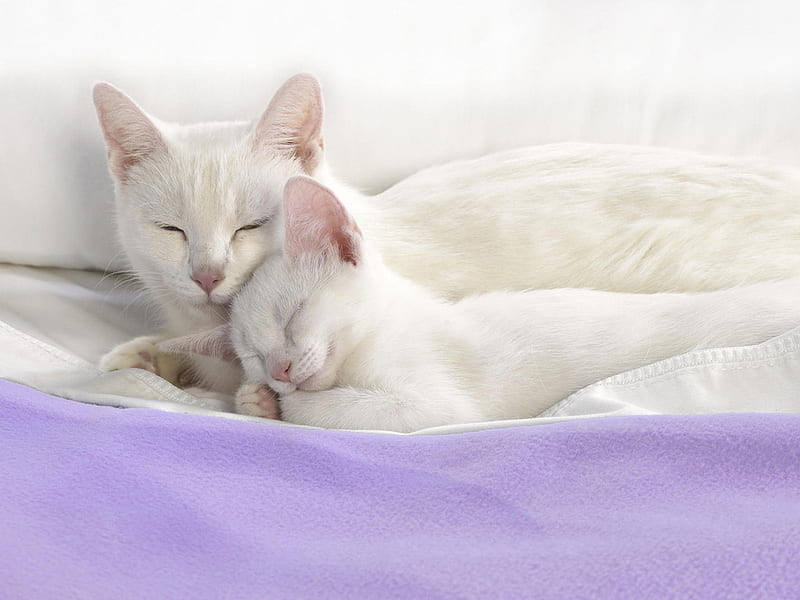 White cats sleeping, lilac, feline, sleep, cat, kitten, sweet, HD wallpaper