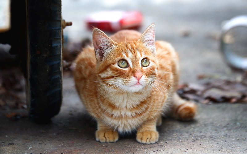 ginger cat, American Bobtail, short-haired cat, cute animals, pets, cats, HD wallpaper