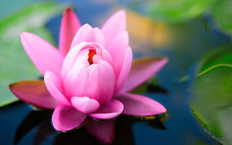Pink Lotus-Summer beautiful flowers, HD wallpaper