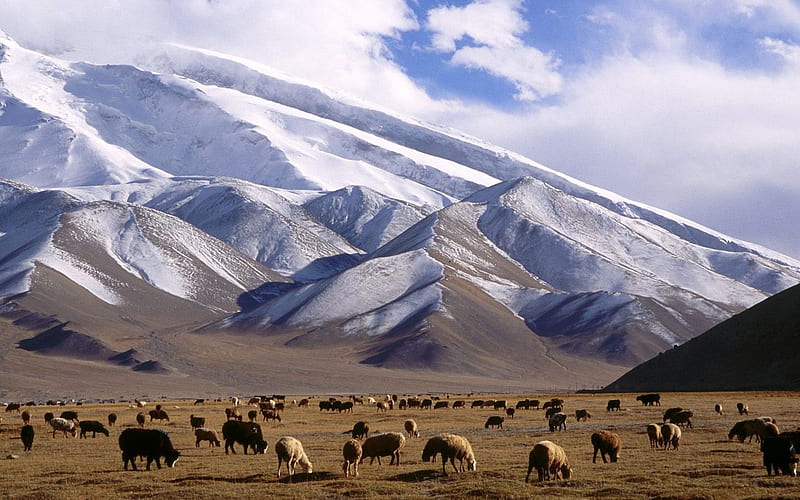 Xinjiang grazing cattle and sheep, HD wallpaper