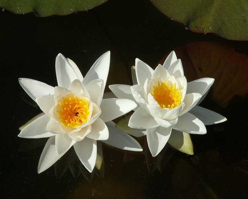 White Water Lilies, lotus, bloom, flower, yellow, petals, white, HD wallpaper