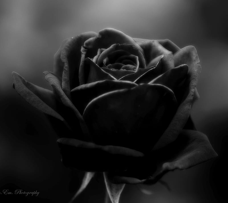 Black Rose, flower, HD wallpaper