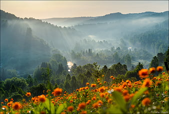 Forest Full Of Flowers Pretty Rural Colorful Stunning Annuals Bonito Spring Hd Wallpaper Peakpx