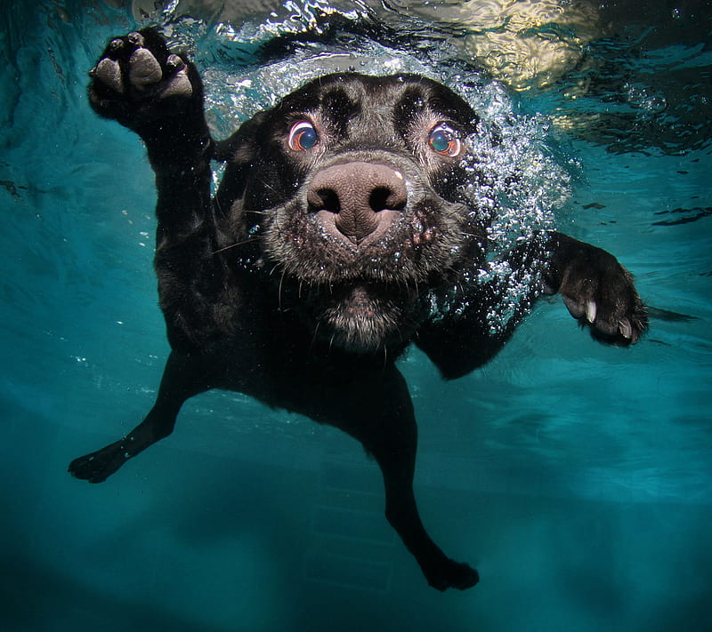 Dog, underwater, HD wallpaper