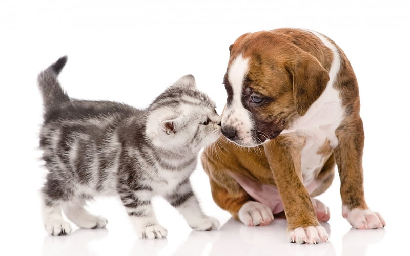 Kitten and puppy, cat, kiss, animal, sweet, cute, kitten, white, couple, puppy, dog, HD wallpaper