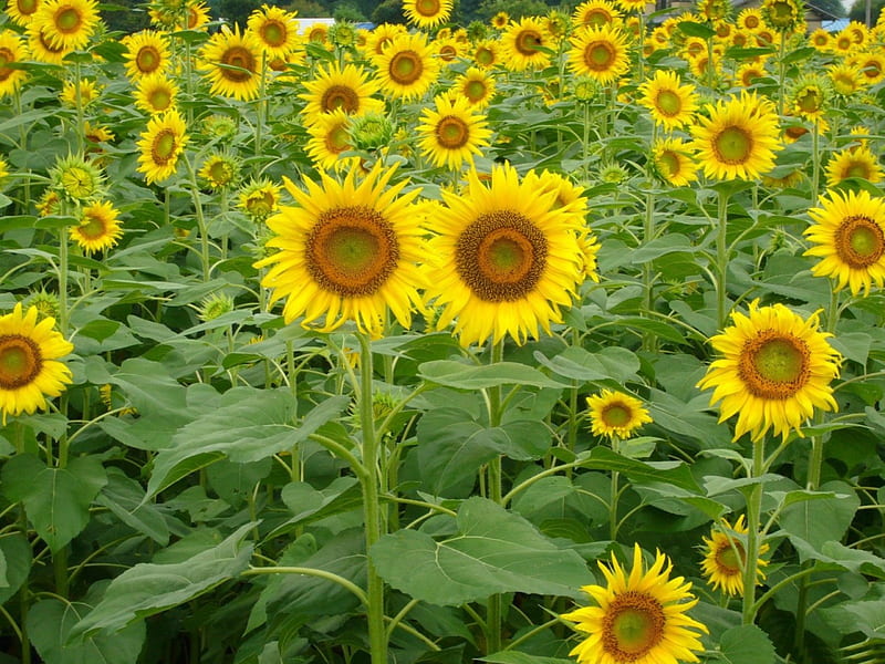 *** Sunflowers ***, zolte, sloneczniki, kwiaty, nature, HD wallpaper