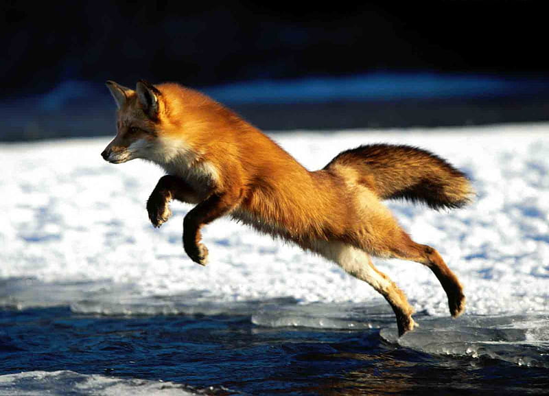 Red Fox Jumping, fox, animal, red fox, HD wallpaper