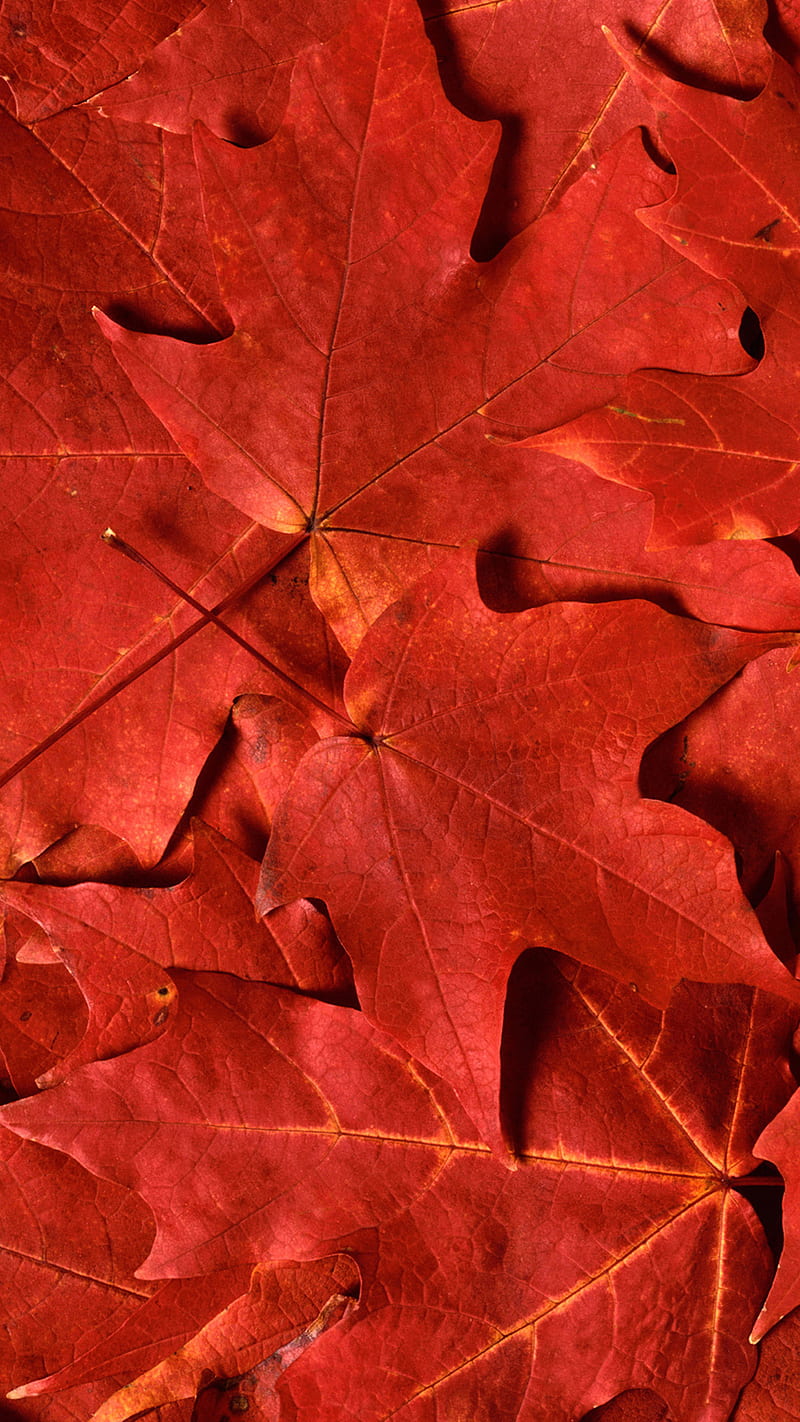 red maple leaf, HD phone wallpaper