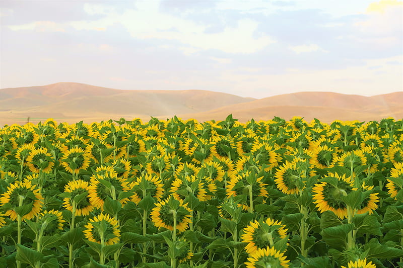sunflowers, flowers, field, hills, HD wallpaper