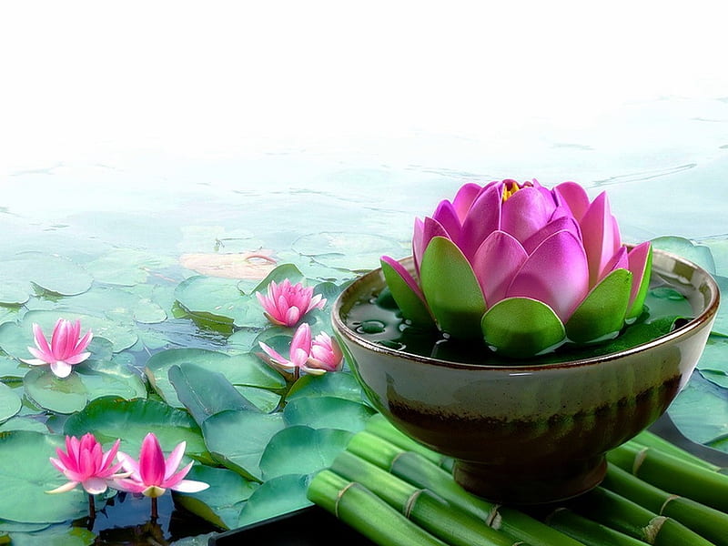 Lotuses, water, lotus, green, flower, summer, pink, lake, bamboo, HD wallpaper