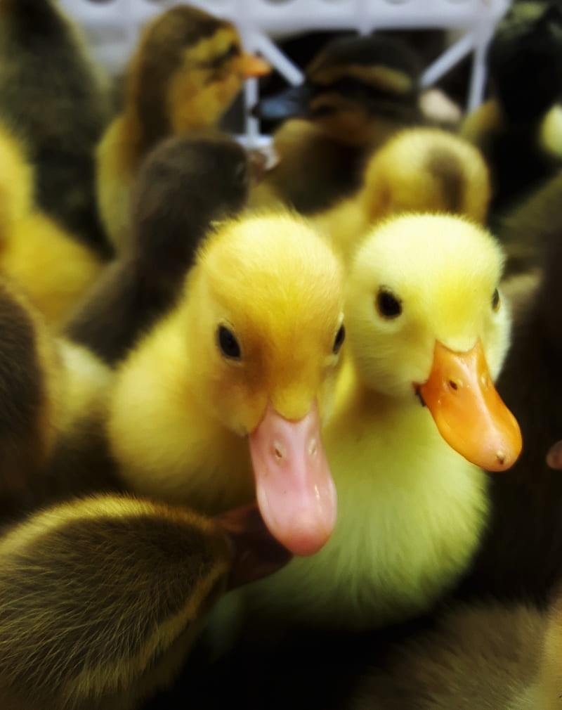 Baby Duck, baby, duck, cute, bird, soft, ducks, HD phone wallpaper