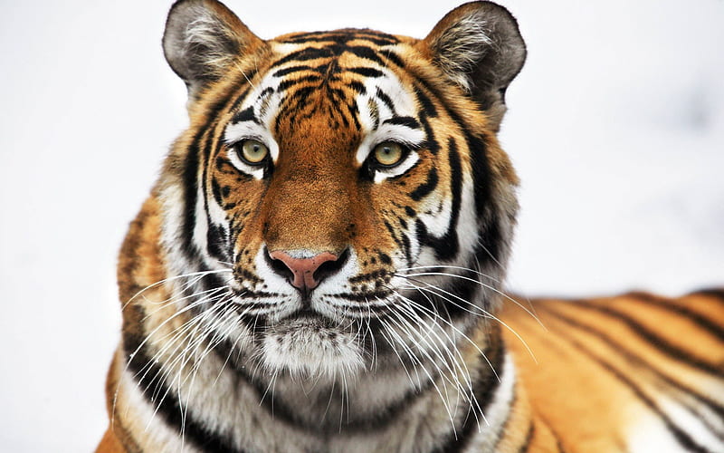 Siberian tiger-Animal World Series, HD wallpaper
