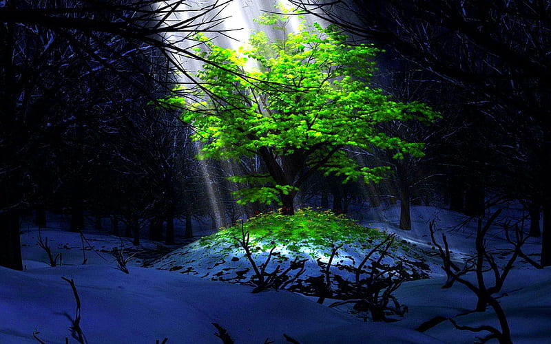My Love Shine On Me ......!!!, dreamy, sun, grass, faraway, leaves, fantasy, green, love, season, scenery, light, night, forest, lovely, view, die, black, lonely, snulight, trees, abstract, winter, died, tree, alone, rays, snow, dark, nature, branches, scene, HD wallpaper