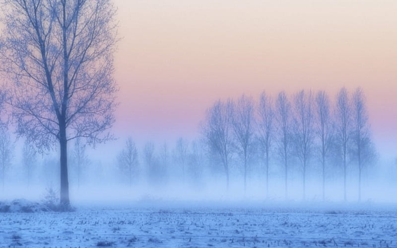 awesome winter scene in mist, twilight, trees, winter, mist, HD wallpaper