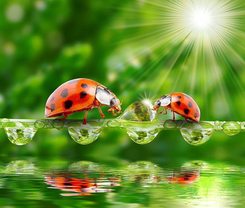A blade of grass, The, Sun, Water, Drops, Ladybugs, Nature, HD wallpaper