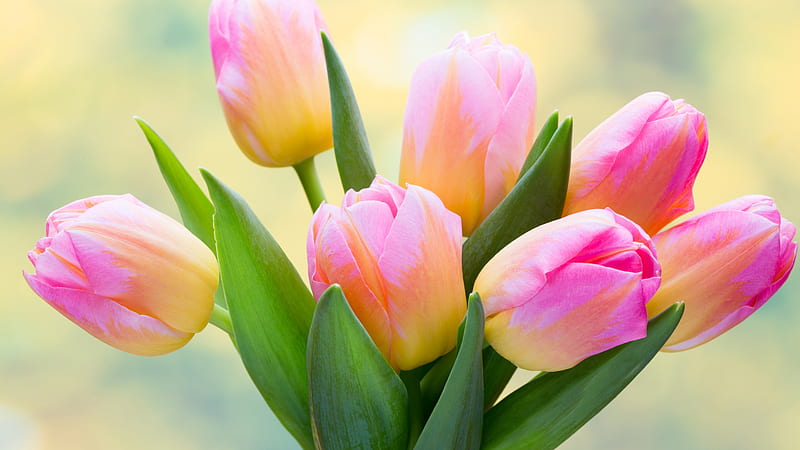 pink tulips bouquet, blur, HD wallpaper