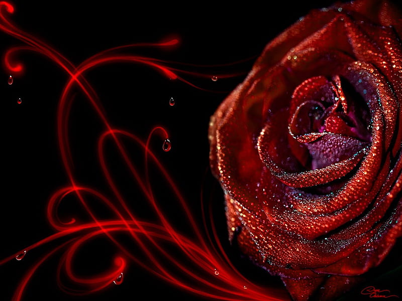 Be My Valentine, red, wonderful, valentine day, romantic, rose, HD wallpaper  | Peakpx