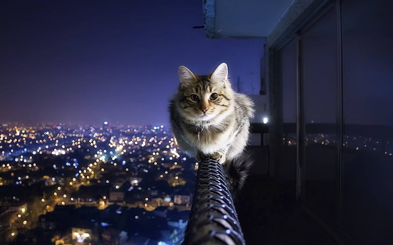 Night Cat, HD wallpaper