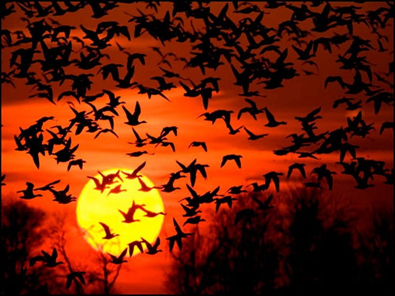 Birds at the sunset, migration, colourful, birds, nature, sunset, HD wallpaper