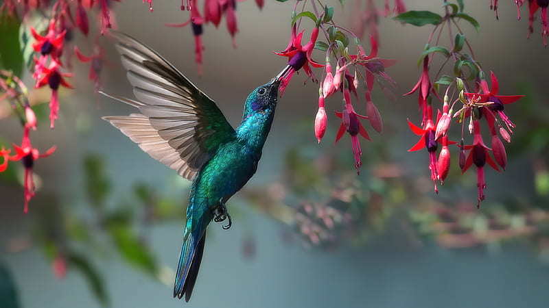 Birds, Hummingbird, Bird, Flower, Fuchsia, Wildlife, HD wallpaper