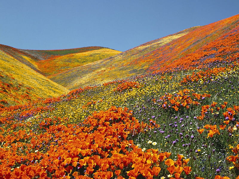 Poppies Antelope Valley California, california, valley, poppies, antelope, HD wallpaper