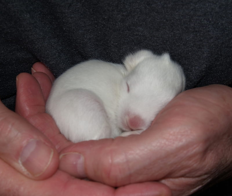 Baby bunny safe in Loving Hands, warm, kind, safe, loving, baby, sweet, innocent, gentle, love, precious, bunny, HD wallpaper