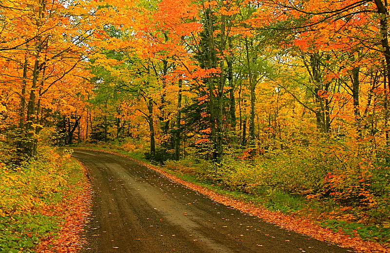 Autumn colors, red, amazing, autumn, background, colors, yellow, bonito ...