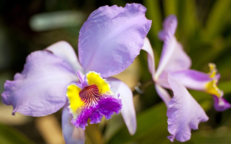 purple orchid-Amazing flowers graphy, HD wallpaper