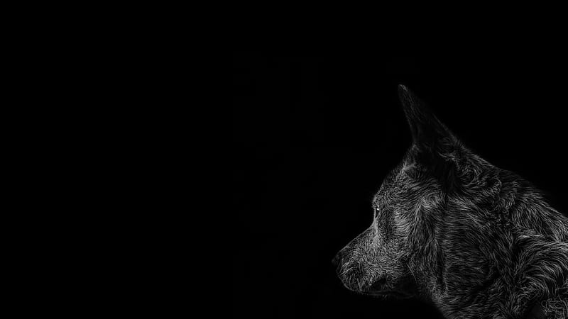 Gray Timber Wolf, HD wallpaper