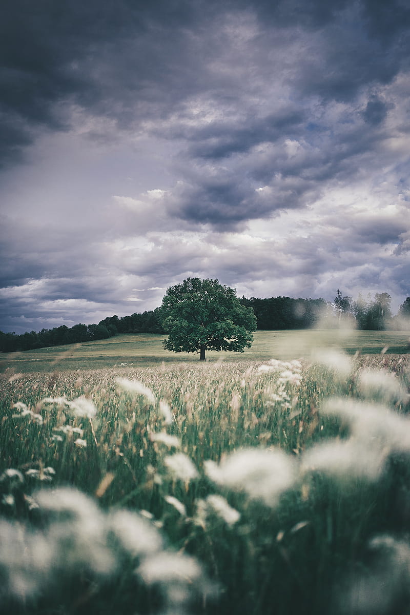 tree, field, grass, ears, sky, HD phone wallpaper