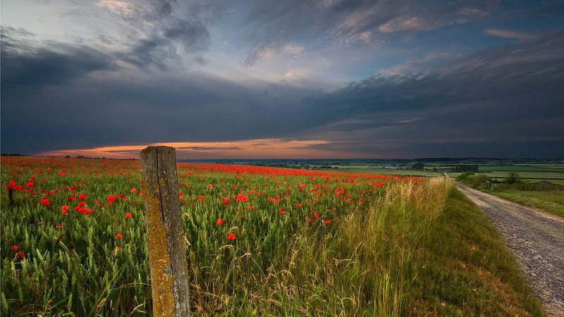 wheat and poppy field at sundown, sundown, flowers, post, road, clouds, field, HD wallpaper