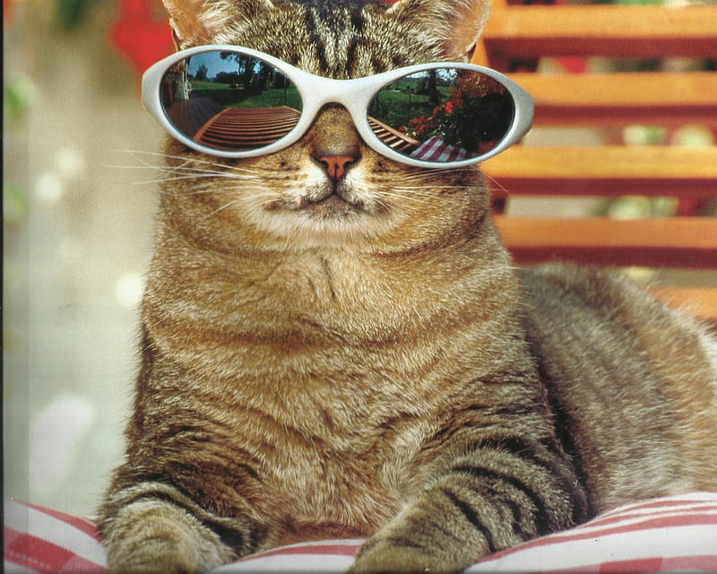 Cat, sunglasses, cute, paws, HD wallpaper