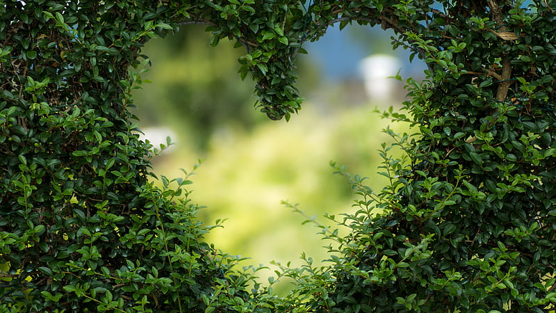 Closeup Of Green Tree With Heart Shape Gap Green, HD wallpaper
