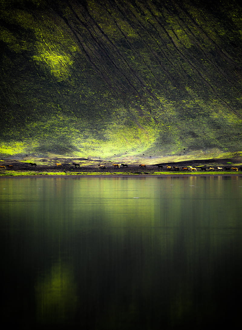 Lake, coast, hill, horses, nature, HD phone wallpaper | Peakpx