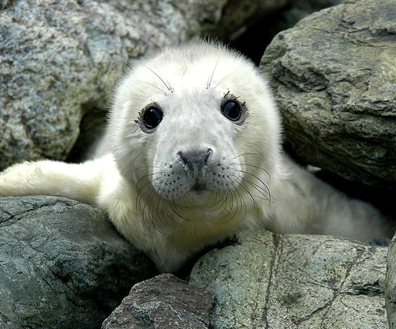Grey Seal Pup, animal, seal, pup, grey, HD wallpaper
