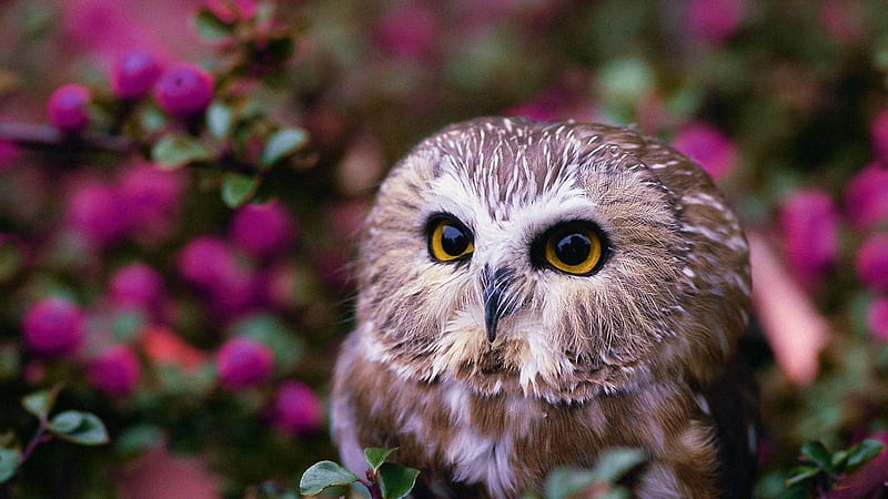 Brown White Owl In Blur Pink Flowers Background Owl, HD wallpaper