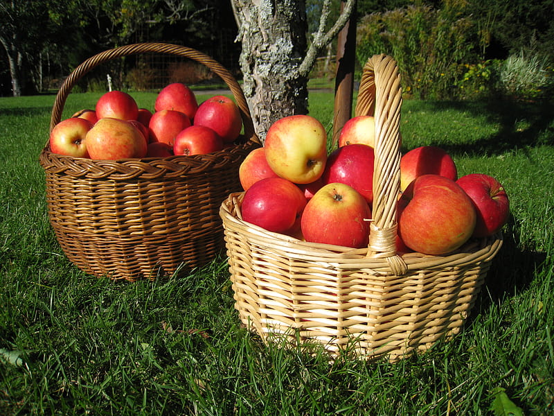 Harvest time, red, baskets, tree, grass, apples, HD wallpaper