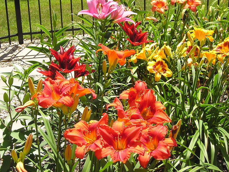 Lilies, brecksville, Brecksvillekc, summer, flowers, daylilies, HD wallpaper