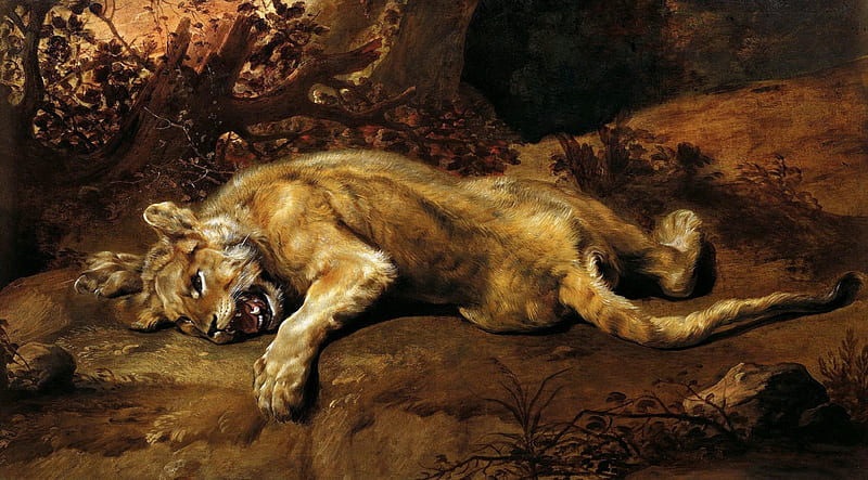 Sad lioness, Sad lioness, reproduction, HD wallpaper