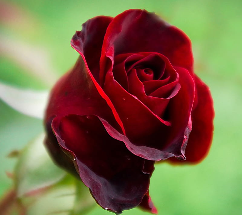 Hermosa rosa, flor, natural, naturaleza, nuevo, agradable, pétalos, Fondo  de pantalla HD | Peakpx